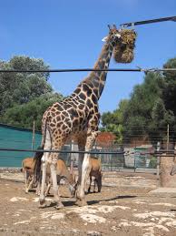 Ticket pricing and feed bucket pricing at tennessee safari park, located in alamo, tn, serving greater memphis tn, jackson tn, nashville tn, chattanooga tn, south haven ms, tupelo ms, oxford ms, jonesboro ak, huntsville and birmingham al. Safari Zoo Safari Park Mallorca Sa Coma Mit Kindern Unterwegs