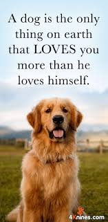 We All Need A Dog S Unconditional Love And Devotion 3 Dogs Puppy Quotes Puppies