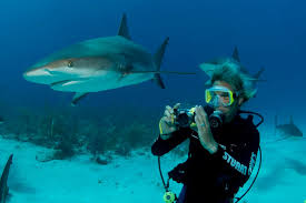 Shark Adventure Stuart Coves Bahamas Dive Shop Tours