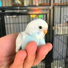 Sweet Little Baby Budgie Budgies Parrots Babybirds In 2020 Animals Beautiful Budgies Cute Baby Animals