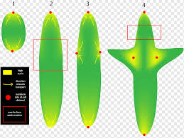 This region, behind the quiescent center is divided into three zones. Auxin Meristem Plant Development Cell Plant Root Cell Auxin Png Pngwing