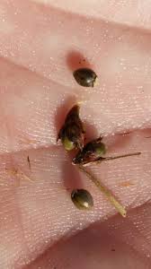 Image result for Scleria lacustris