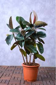 Image result for ficus elastica flower
