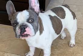 'got' star married by elvis impersonator in las vegas. Las Vegas Councilwoman S Dog Ingests Thc Las Vegas Review Journal