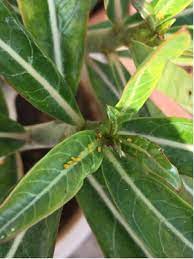 Desert rose plant care takes into consideration the needs of this unique succulent. Desert Rose Plant List Of Types With Care Instructions Pictures