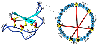 Image result for Cyclocotyla