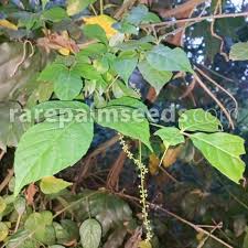 Image result for Allophylus chaunostachys × rubifolius
