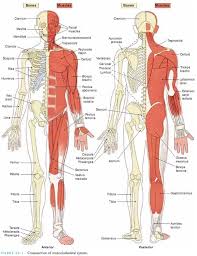 The Muscular Skeletal System Is The Combination Of The Muscular And Skeletal Systems Skeletal And Muscular System Muscular System Anatomy Human Skeletal System