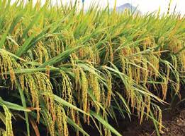 Do not bring this product in contact with water or other corrosive liquids. Syngenta S Hybrid Rice Tops Rice Derby Agriculture Monthly