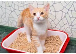 Quelle Litiere Choisir Pour Son Chat