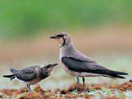 Image result for Calvoa orientalis