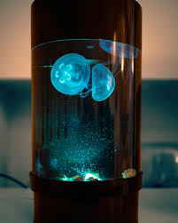 The moon jellyfish is found throughout the uk, find out where and when the best places are to go and look for them as well as some handy info about them. Pet Jellyfish On Twitter Moon Jellies Looking Fab Under The Blue Lights Of Their Jellyfish Art Cylinder Nano Tank These Tanks Are Available On Our Website From 299 99 Https T Co Cnur8mjsqd Https T Co Ofao1ni0nm