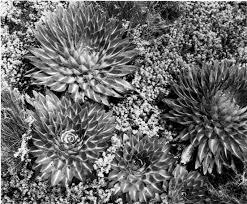 Image result for Oreophyton falcatum