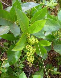Image result for Searsia tomentosa