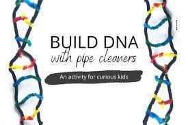 Build A Dna Model With Pipe Cleaners - Pale Blue Marbles
