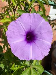 Image result for Ipomoea cairica