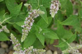 Image result for Mentha longifolia
