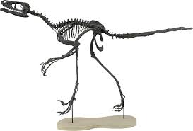 Kostenlose lieferung für viele artikel! Bambiraptor Feinbergi By Triebold Paleontology Inc