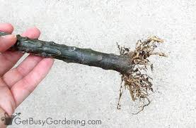 Plumerias are native to tropical climates and have fragrant, vibrant flowers. How To Propagate Plumeria From Cuttings Get Busy Gardening