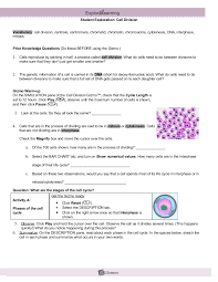 Discuss student answers as a class, but do not provide correct answers at this point. Modified Cell Division Gizmo