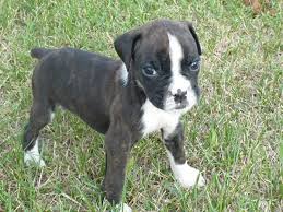 Black And White Boxer Puppy Ahhhhhh Black And White And Brindled Boxer Boxer Puppies White Boxer Dogs Black Boxer Puppies