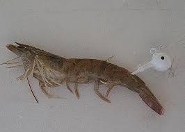 How To Hook A Live Shrimp Onto A Jig Head Flounder Fishing Salt Water Fishing Inshore Fishing