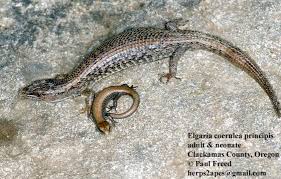 Image result for Selago coerulea