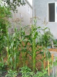 You can start growing your own corn garden and begin reaping you can grow four plants in a pot 1 foot deep and 1 foot wide. Tips On Growing Corn In The Garden