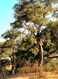 Image result for Philenoptera nelsii