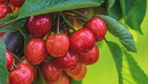 Best soil for cherry trees. Best Soil For Cherry Trees In 2021 Secret Garden Help
