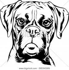 Check spelling or type a new query. Animal Dog Boxer Vector Photo Free Trial Bigstock