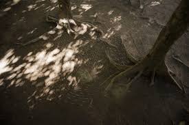 Bildergebnis für Maria Laet