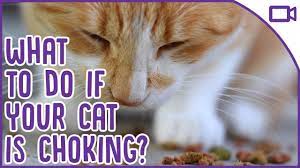 You may need to gently pull his tongue out. How To Save A Choking Cat Cat Safety Advice Youtube