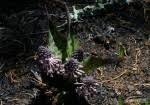 Image result for Ledebouria Unidentified sp. no6.