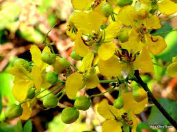 Image result for Xylotheca tettensis