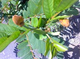 Makanan ini disajikan dengan beberapa sayuran. Ternyata Daun Ketepeng Bisa Bikin Wajah Mulus Zefy Arlinda