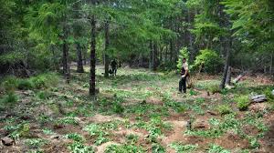 Of course, they first identified the illegal businesses by helicopter. Illegal Remote Pot Farms In California Poisoning Rare Wildlife Npr