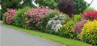 Kit Pret A Planter De Les Serres De Chazelles A Chazelles Haie Variee Et Fleurie En 2020 Jardins Idees Jardin Haie
