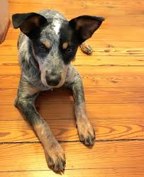 Those dogs are diggers and have been used on farms for herding cattle so they will be hard to manage unless you know how to keep them under control. Bingo A 5 5 Month Old Female Acd Blue Heeler Pup Sweet Personality Blue Heeler Heeler Cattle Dog