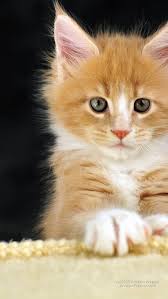 Cute cat live wallpaper lets you have your own adorable kitty on your smartphone! Cute Kitty Cat Hd Mobile Wallpaper Peakpx