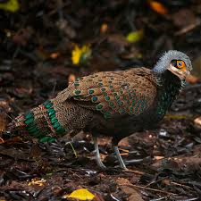 Image result for Paralepistemon shirensis