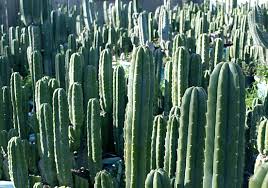 Peruvian torch cactus can make you feel like walking through your own fantasy world, with colourful and spiritual visions. San Pedro Cactus Sales Trichocereus Pachanoi Bridgesii Peruvian Torch Cactus