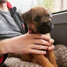 14 Border Terrier Pics Only Their Owners Will Understand Petpress Border Terrier Border Terrier Puppy Terrier