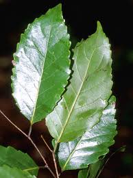 Image result for Homalium