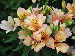 Features multiple blooms on each stem, approximately 50 in total. Inca Ice Alstroemeria Koice Pp18 183 Peruvian Lilies Alstroemeria Pink Spring Flowers
