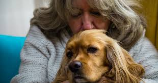 Major Diseases Dogs and Humans Have in Common