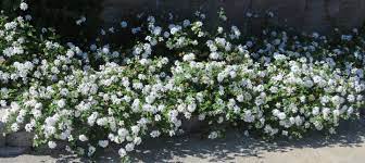White Lantana Ground Cover Lantana Plants
