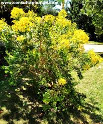 Image result for Hypericum revolutum