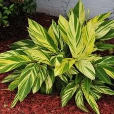 32 Popular Indoor Plants Toxic To Dogs