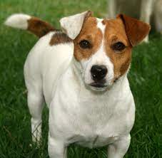 Puppies for sale near hampton roads, virginia. Lovely Jack Russell Terrier Dog Photo Jack Russell Terrier Jack Russell Jack Russell Terrier Puppies